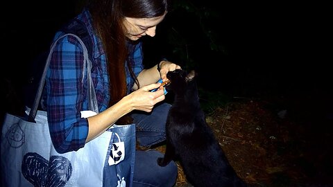 When Stray Cats Stop You for Seconds on the Way Home...