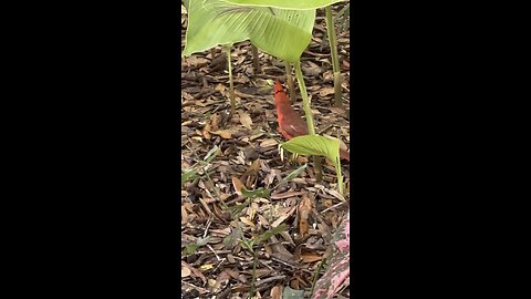 So cute cardinal bird