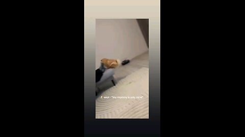 लवली विडिओ