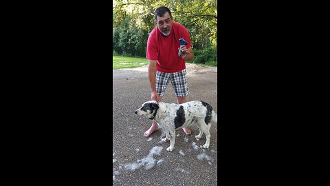 Does Your Dog Shed? Here's a Solution!