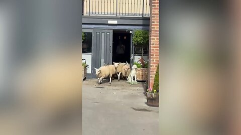 Watch the hilarious moment eight sheep wander into a pub