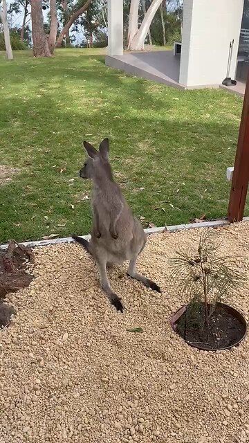 Kangaroo trying out plant