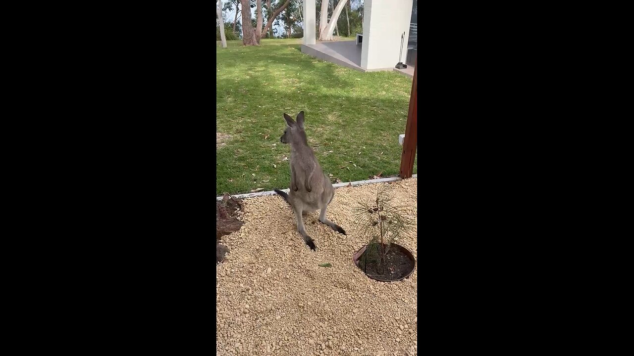 Kangaroo trying out plant