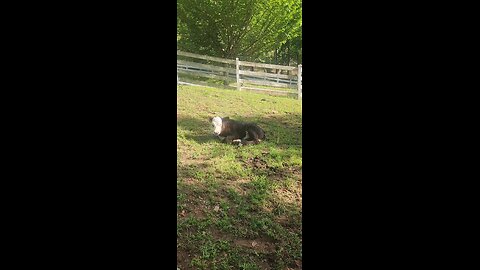 Sleepy baby heifer calf 2025.