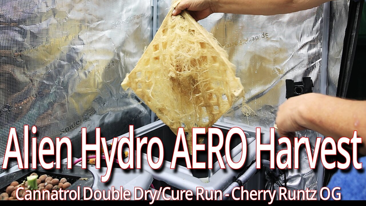 Alien Hydro RDWC & AERO Reset, Cap & Chimera Junky Start Of Veg