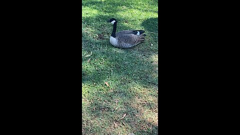 Canada Goose 🪿 #canadagoose #goose #followme #trending #viral #shorts