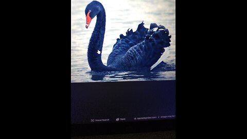 Dreams and Visions: Black Swan Event and More