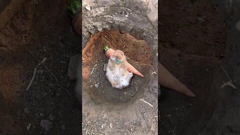 The little rabbit is lying leisurely on the carrot. Cute pet debut plan. Rabbit. Cute little pastor