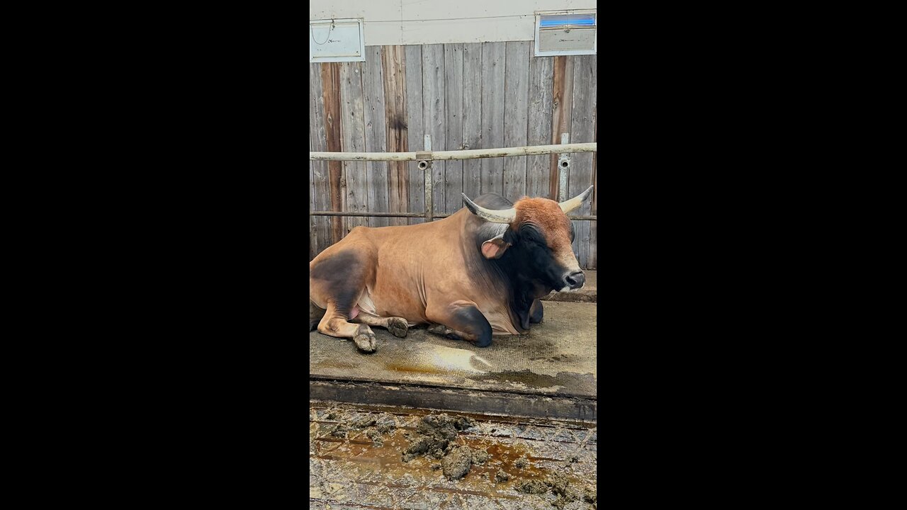 Gopal Gaushala, Caledon, Ontario