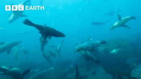 Seal Pups Learn to Swim in Protected Pool | Animals With Cameras | BBC Earth