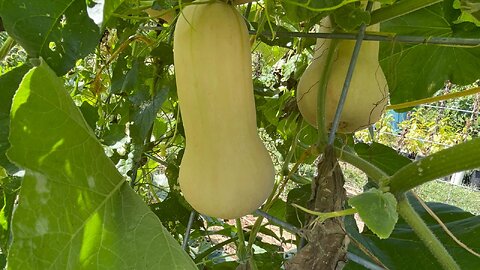 Butternut Squash, Tomatoes & Pumpkins