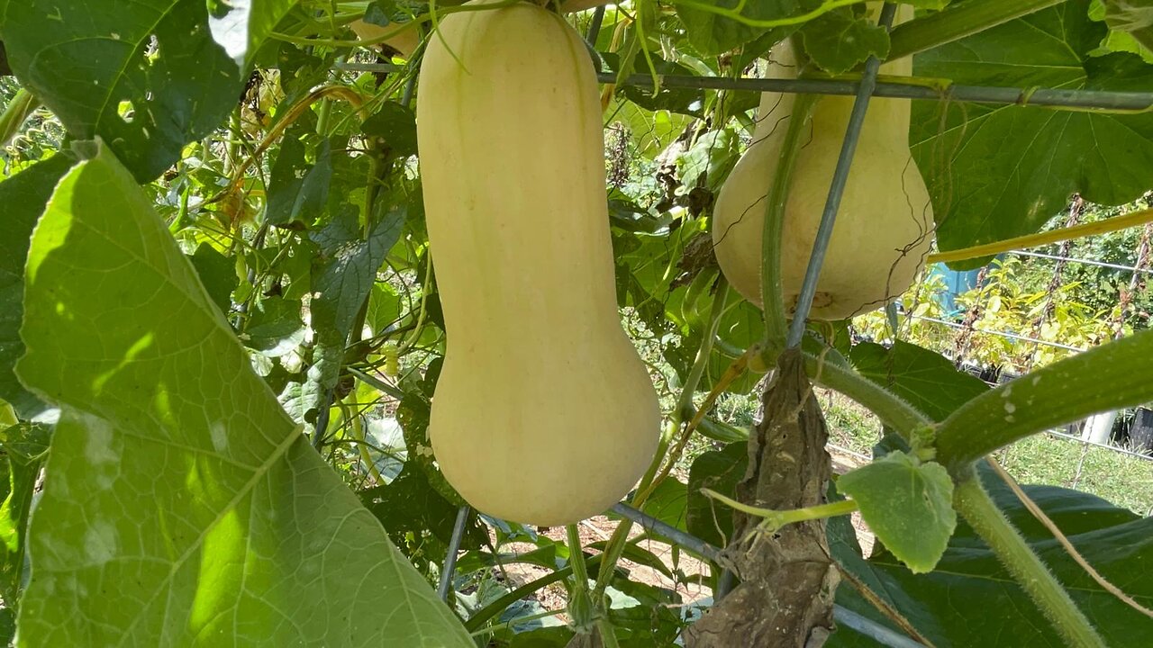 Butternut Squash, Tomatoes & Pumpkins