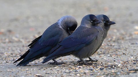 Jackdaw Family's Short Visit to the Beach