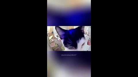 Funny Cats videos