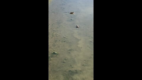 Mallard Ducks 🦆 #mallardducks #shorts #viral #trending #ducks #followme