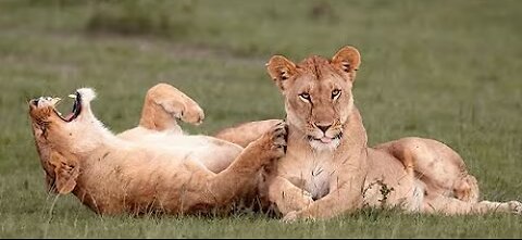 Funny animals - Funny cats and dogs - Funny animal videos 2023