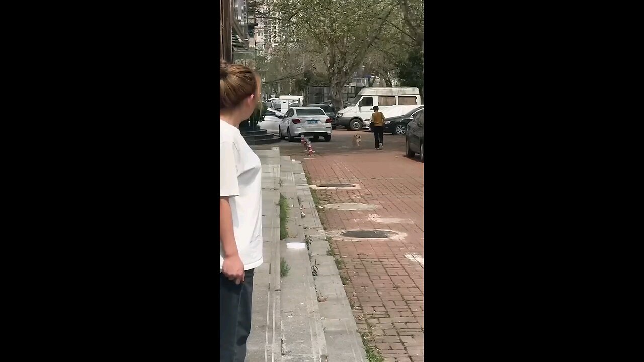 I've yet to see a dog that's really happy.