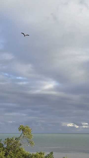 Dolphins, Osprey & Keys Caterpillar! | 4K