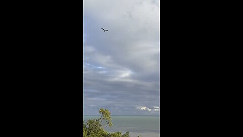 Dolphins, Osprey & Keys Caterpillar! | 4K