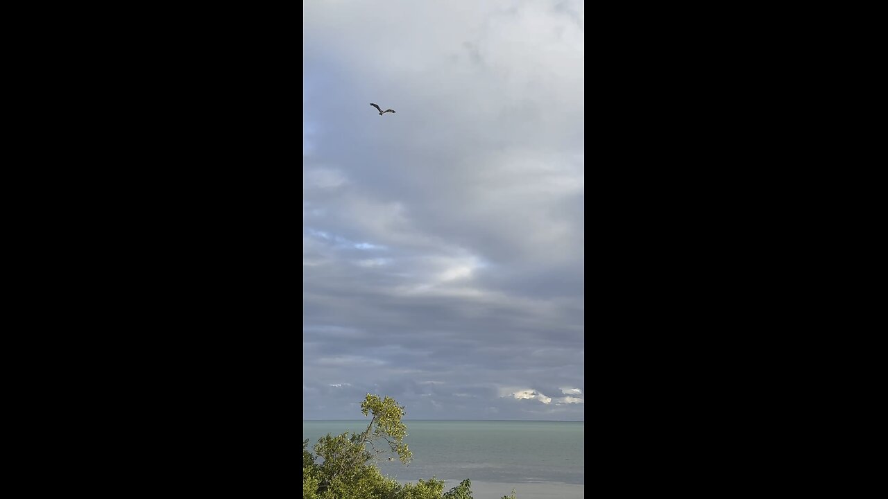 Dolphins, Osprey & Keys Caterpillar! | 4K