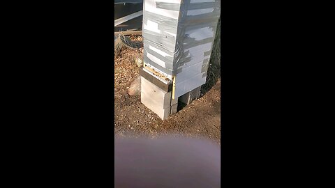 🎄🐝SHUNGITE XMAS BEES 🐝🎄