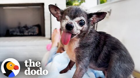 20-Year-Old Chihuahua Has No Plans To Stop Being A Boss | The Dodo