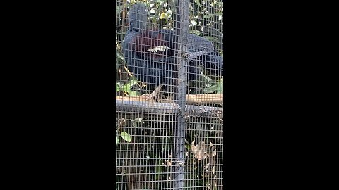 Blue Crowned Pigeon #pigeon #shorts #followme #trending #viral