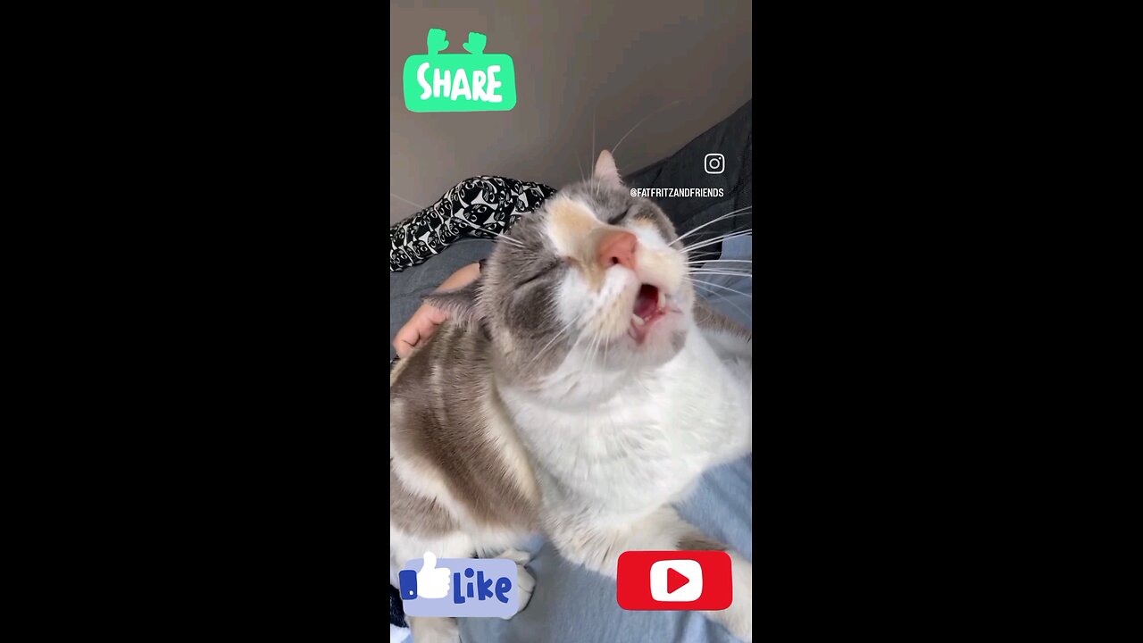 Cute Cat