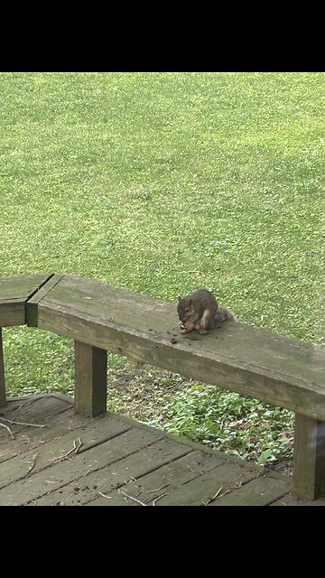 Yard pet having dinner.