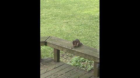 Yard pet having dinner.