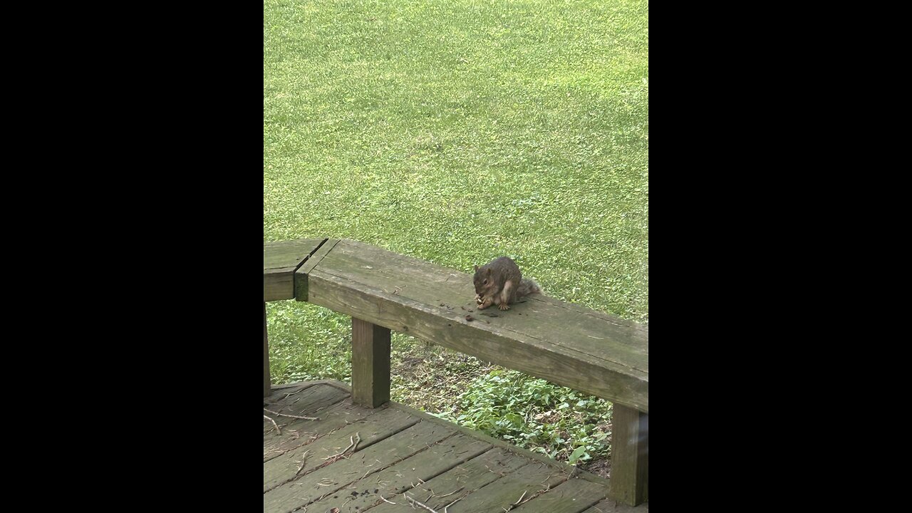 Yard pet having dinner.