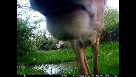 Deer Cam 04-25-2025