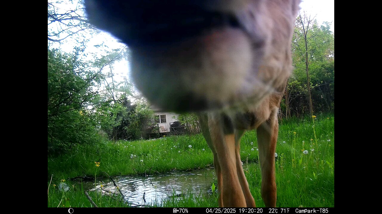 Deer Cam 04-25-2025