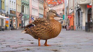 Mallard Duck Hen Takes Over Popular Pedestrian Street
