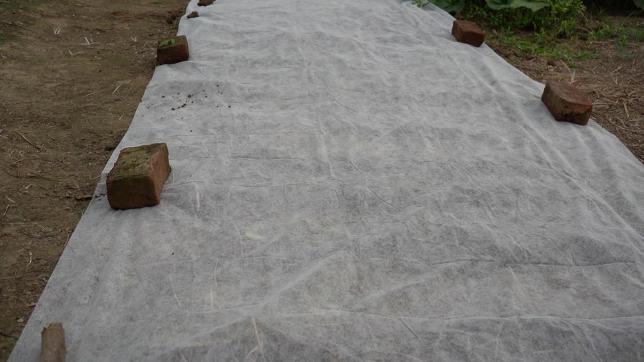 Seeds Under Protection