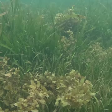 Any Day Snorkeling Is A Good Day!! #mangrove