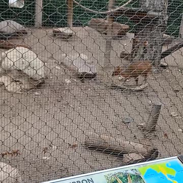 May 2025 Pueblo Zoo Trip Part 2