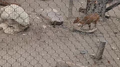 May 2025 Pueblo Zoo Trip Part 2