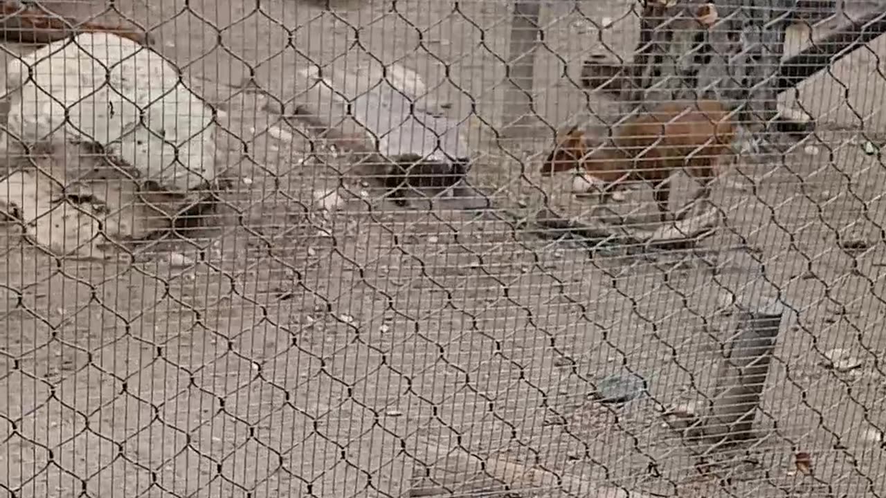 May 2025 Pueblo Zoo Trip Part 2