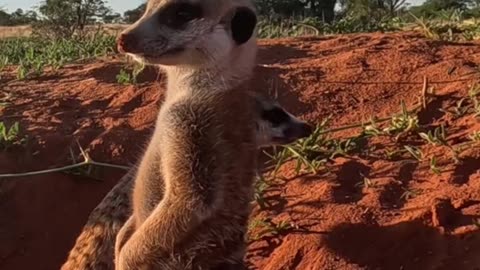 😊 174 EL UNIVERSO NO ENTIENDE DE ‘NO PUEDO’ 😊