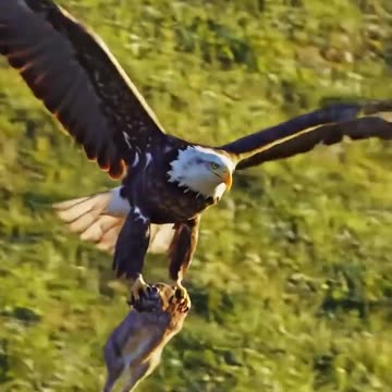 Hunt Along the Hills