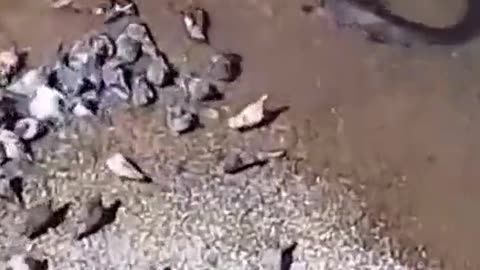 Catfish attacks pigeon