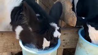😂🐶 You Won't Believe What Happens When This Dog Asks for Milk! | FunFM