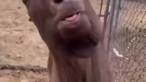 😂🐒 You Won't Believe This Hilarious Animal Moment! | FunFM