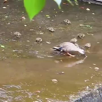 Funny videos funny birds funny animal natural beauty cute animals