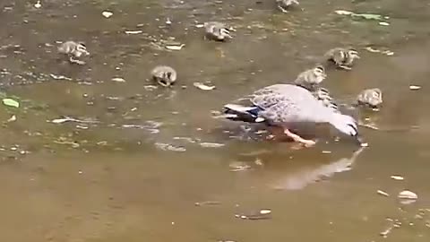 Funny videos funny birds funny animal natural beauty cute animals