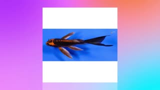 NextDayKoi purchases