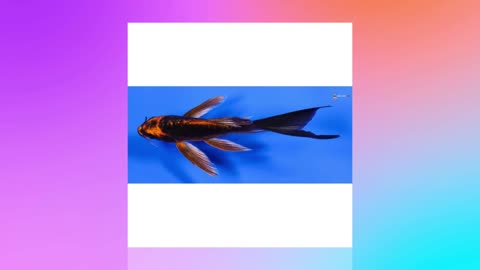 NextDayKoi purchases