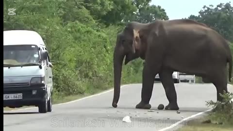 An amazing incident between a fearless man and a wild elephant on the forest road