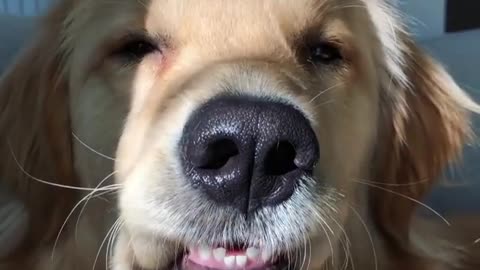 funny animals